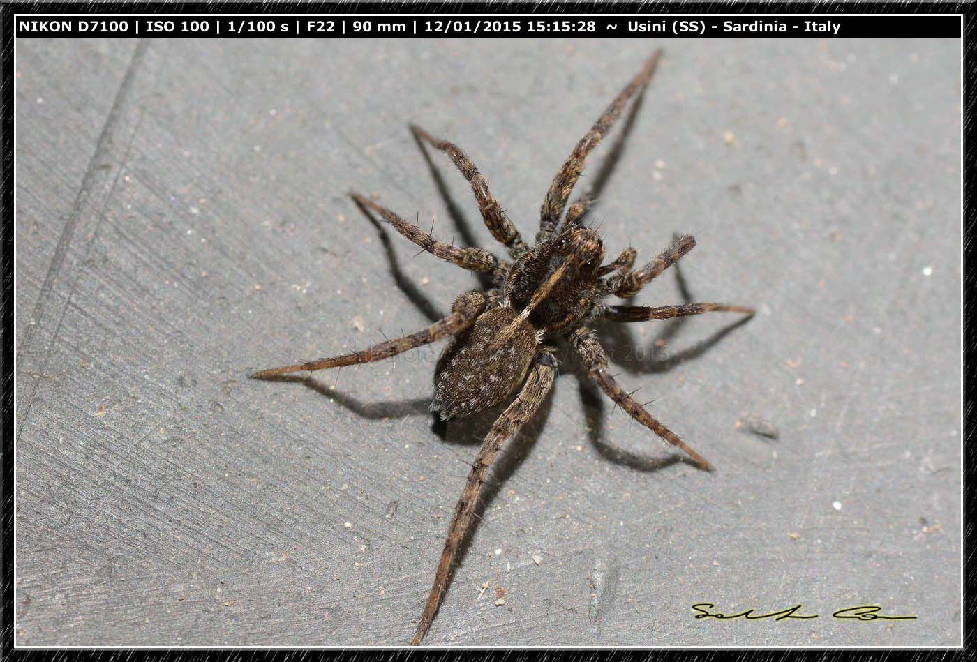 Pardosa sp. - Ittiri (SS)